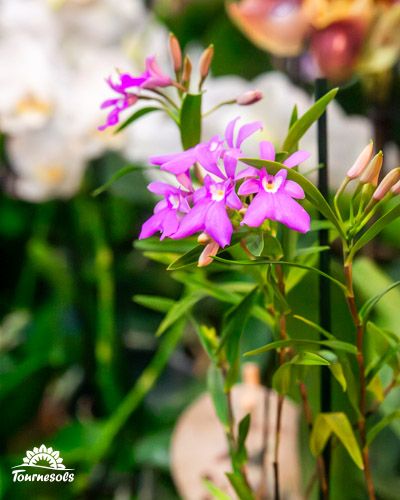 Epidendrum Centropetalum